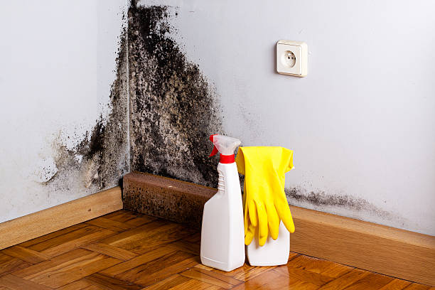 Mold Odor Removal Services in Lillian, AL